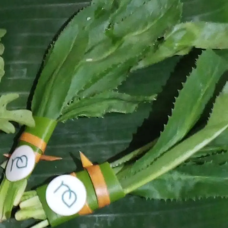 Culantro 10g's photo #1